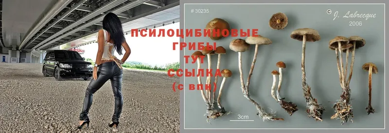 Галлюциногенные грибы Magic Shrooms  blacksprut ТОР  Барыш  где купить  